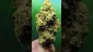 Video Thumbnail: THC Bunny