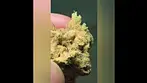 MAC 1 (Miracle Alien Cookies) 27%THC,,, medical prescription cannabis