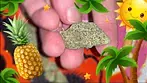 Maui Wowie Strain Review