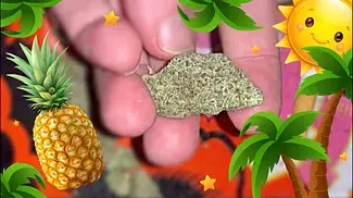 Maui Wowie Strain Review