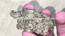 BabyzBudz Video Thumbnail