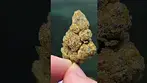 Strawberry cough 25%THC By GRAYSCALES.  Medical Prescription cannabis.