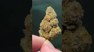 Strawberry cough 25%THC By GRAYSCALES.  Medical Prescription cannabis.