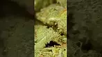 4clabs ultra sour the flower  medical cannabis