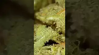 4clabs ultra sour the flower  medical cannabis