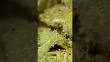 UK and Legal Video Thumbnail