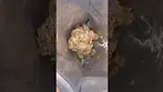 Kootenay|Quantum|25/1-Crystal|CaviarCrystal Og X Caviar Gold