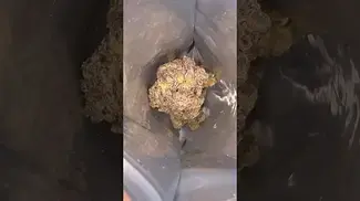 Kootenay|Quantum|25/1-Crystal|CaviarCrystal Og X Caviar Gold