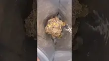 Legal Lettuce Video Thumbnail
