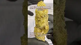 Phant: Powdered Doughnuts (A closer look & Terp breakdown)