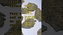 Henry Hemp Video Thumbnail