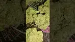 Cookies C-HR Hawiian Rain T28 #ukmedical #cookies