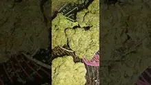 Medical 420 Video Thumbnail