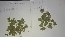 Paul's Pothead Previews Video Thumbnail