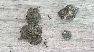 Aurora® Pedanios COS T31 Cosmic Cream Medical Strain Review #18