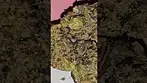 Vasco Blueberry Banana T28  Azztecmedia  #anxiety #mentalhealth #medicalcannabis #UK #medbud