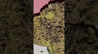 Vasco Blueberry Banana T28  Azztecmedia  #anxiety #mentalhealth #medicalcannabis #UK #medbud