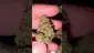 Video Thumbnail: WestPacks420