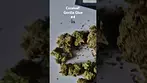 Curaleaf - Gorilla Glue #4 (UK Medical Cannabis Prescription)