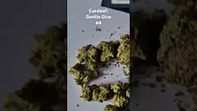 ScottiDunCanna Video Thumbnail
