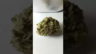 EastCann Platinum Mintz T31 #medicalcannabis #ukmedicalcannabis