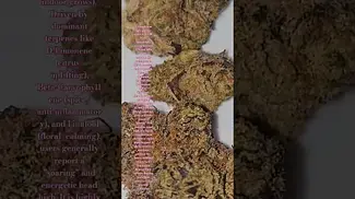 Craft Botanics T25 Gelonade Azztecmedia UK MEDICAL Reviews #medicalcannabis #painrelief #uk #medical