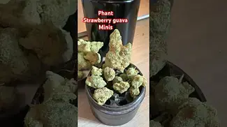 Phant :Strawberry guava minis