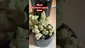 Video Thumbnail: Doc Green Bud