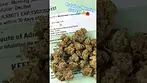 4c Labs Morning Sun  t31  #ukmedicalcannabis #medicalcannabis #painrelief #paitent #medical