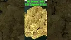 BC Green AG | T27 | Apples & Gas #420community #420 #cbpm #bcgreen #ukmedicalcannabis #uk