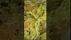 find high silver medical cannabis uk curaleaf