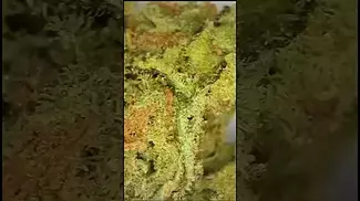 find high silver medical cannabis uk curaleaf