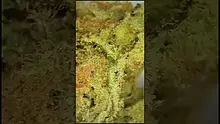 UK and Legal Video Thumbnail