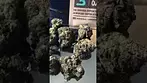 4C Labs Premium JKZ T18 Jokerz Medical Cannabis Flower