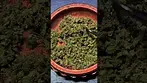 Sonic Lemon Fuel, 34%THC by Peace  Naturals...... medical cannabis.