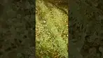 Inside The Trichomes | Stinky Pinky Kush 