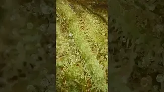 Inside The Trichomes | Stinky Pinky Kush 