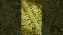 VIP THC Video Thumbnail