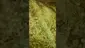 Video Thumbnail: VIP THC
