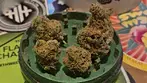 Origine Nature SS T27 Sage & Sour Medical Cannabis Flower 