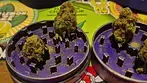 4C Labs Premium SGC T31 Super-G Citra  31% THC • 1% CBD