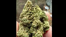 Medical Bud Reviews Video Thumbnail
