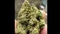 Video Thumbnail: Medical Bud Reviews