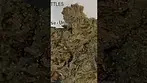watermelon skittles 25%thc by common roots #medicalcannabis #cannabisdaily #cannabiscommunity