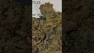watermelon skittles 25%thc by common roots #medicalcannabis #cannabisdaily #cannabiscommunity