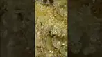 High Greens Funky Zkittlez Under The Scope