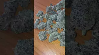 Vasco Cipher - Blue Lobster #medicalmarijuanapatient #cannabisdaily #cannabiseducation