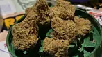 4C Labs Premium SCP T27 Sour Cherry Punch Medical Cannabis Flower Review