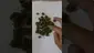 Video Thumbnail: My Medical 420