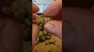 Zookies by curaleaf 26% trash